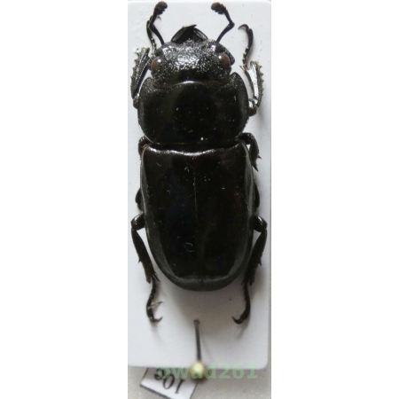 Dorcus crebrecips 26mm Philippines10e